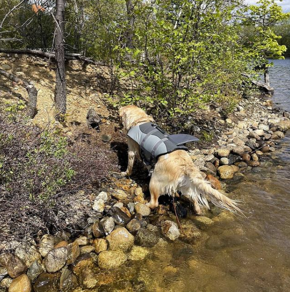 金毛出門下河游泳，幾分鐘後背上黏著啥，看清後：搭便車呢？
