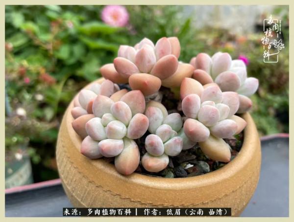 正是花好月圓時，再訪楊姐的屋頂花園