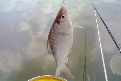 野釣鯪魚資料完整篇
