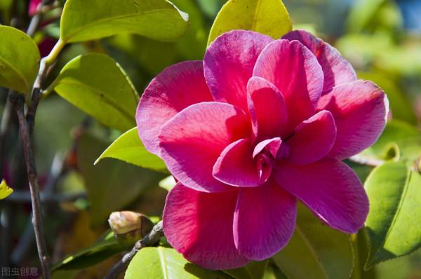 秋天遇到8種花,該出手時就出手,猶豫不決容易壞事 秋天遇到8種花,該出手時就出手,猶豫不決容易壞事