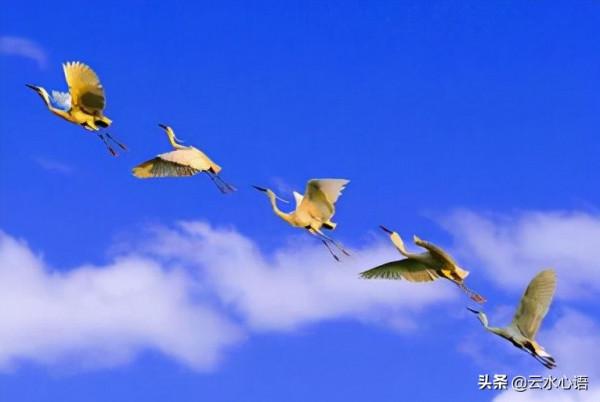 十首流傳久遠的經典古詩詞，對比鮮明，技法高超，值得欣賞和收藏