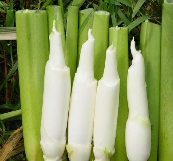 湖南稱它“高筍”,曾是名貴蔬菜,有“水中參”美稱,如今少人識 湖南稱它“高筍”,曾是名貴蔬菜,有“水中參”美稱,如今少人識