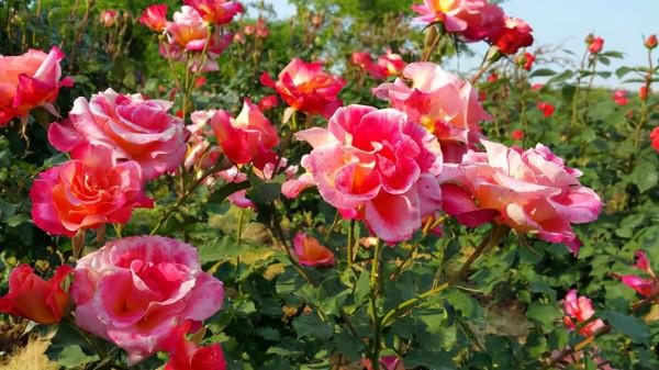 別隻用啤酒澆花了，配上4種“小藥片”，葉子更綠油，開花更多