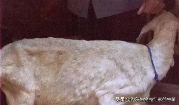 養羊常見的一些疾病