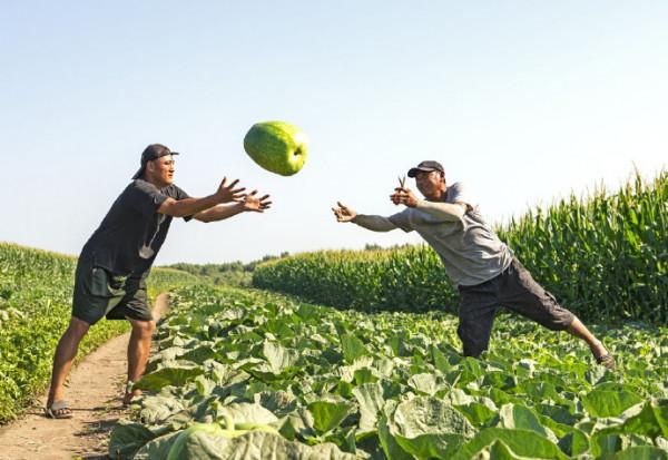 農村大叔百畝地引種肉葫蘆，削皮曬乾出口海外，純利潤是玉米10倍
