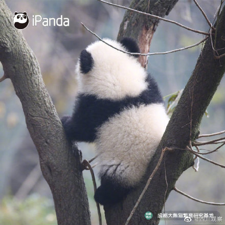 熊貓寶寶不靠顏值取勝 靠背影就夠了 熊貓寶寶不靠顏值取勝 靠背影就夠了