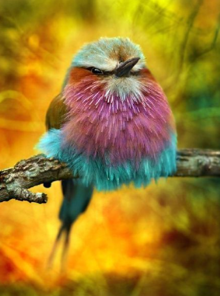 兩種“佛系”的鳥類：一種名字佛系，一種靠佛系活著