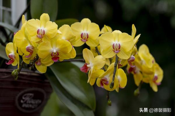 2022新春遊園&mdash;&mdash;植物園賞花