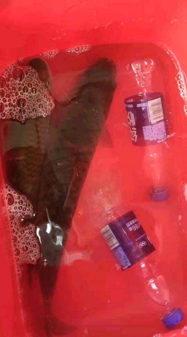 軍魚？廣東釣魚人，溪流釣起兩條大魚，體型像草魚但很兇猛