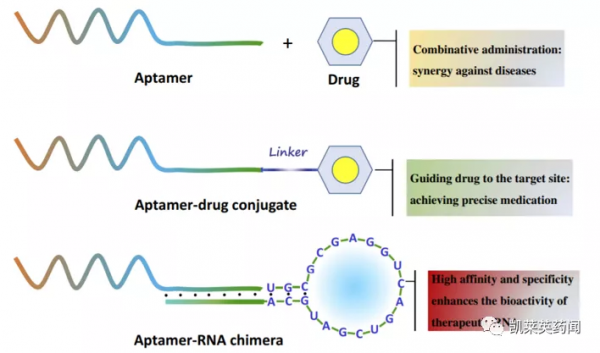 新藥巡禮：核酸“抗體”曙光已現，NOX-A12發力腫瘤治療