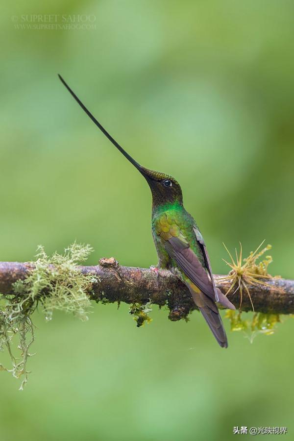 30種你可能沒聽說過的非常美麗的鳥