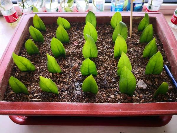 9種&OpenCurlyDoubleQuote;貴氣花&rdquo;，立春後&OpenCurlyDoubleQuote;快扦插&rdquo;，生根快，比夏天還&OpenCurlyDoubleQuote;好活&rdquo;