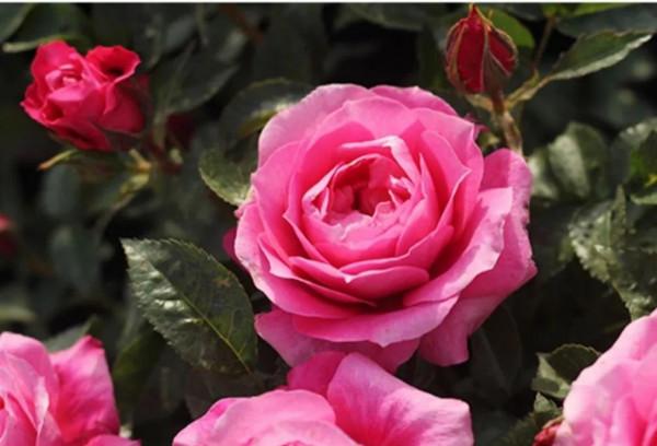 今天給花友們介紹又一款新國月——茜桃凝粉