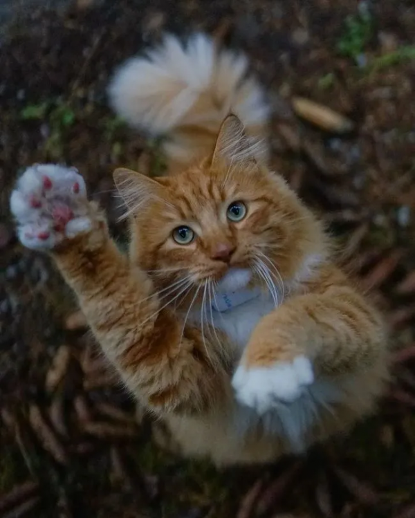 出生不幸的小橘貓，愛上了戶外旅行，擺脫了十橘九胖的魔咒