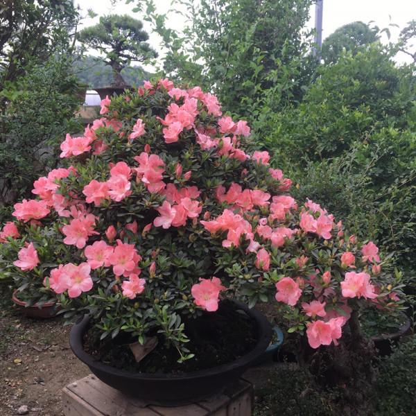 新買的杜鵑,記住4點,不黃葉不落葉,盆盆都能開爆 新買的杜鵑,記住4點,不黃葉不落葉,盆盆都能開爆