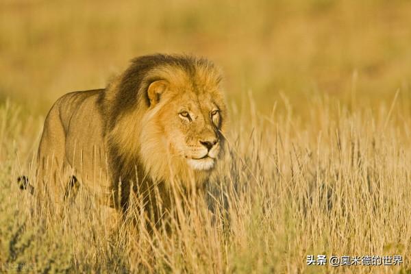 世界上速度最快的15種動物，獵豹是冠軍嗎？