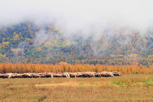 看川西彩林 這一條環線就夠了 畢棚溝-米亞羅-奶子溝-卡龍溝-牟尼溝