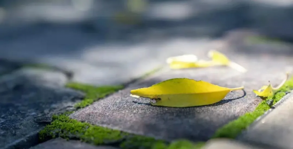 互動話題丨你眼中康巴什的最美秋景 互動話題丨你眼中康巴什的最美秋景