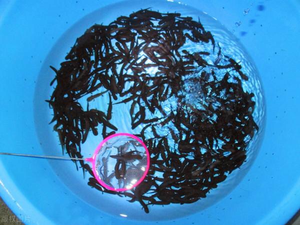 秦嶺娃娃魚被濫捕，野生數量減少8成，暴利背後是怎樣的危機？