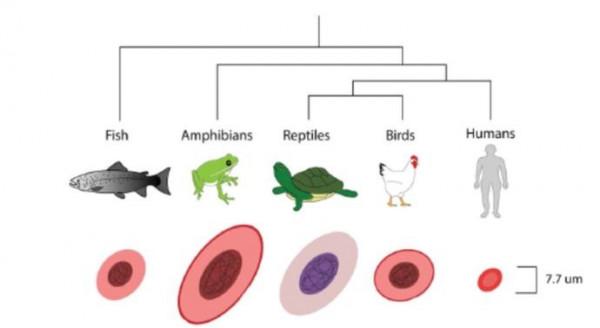 X醫生談血液 | 紅細胞真的是細胞嗎 X醫生談血液 | 紅細胞真的是細胞嗎