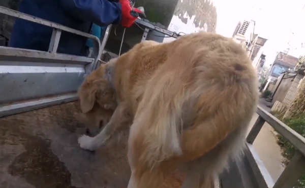 江蘇:養殖戶要把繁殖的金毛賣狗肉館,網友:我能做的只有這麼多 江蘇:養殖戶要把繁殖的金毛賣狗肉館,網友:我能做的只有這麼多