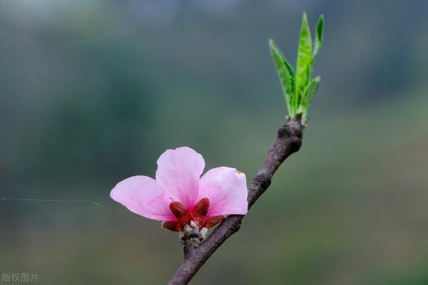 春天肝氣不暢、易生肝火，講一箇中成藥，助你瀉肝火、疏肝氣