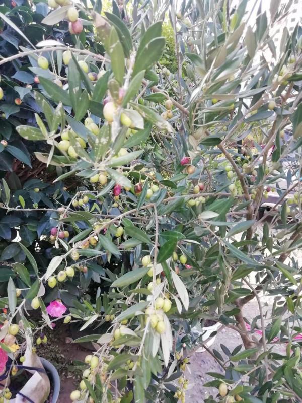 油料、園林綠化多用途常綠樹種——油橄欖