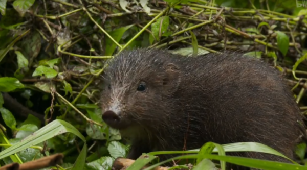 豬不僅聰明,還比獵豹跑得快,法國人發財都得靠豬鼻子 豬不僅聰明,還比獵豹跑得快,法國人發財都得靠豬鼻子