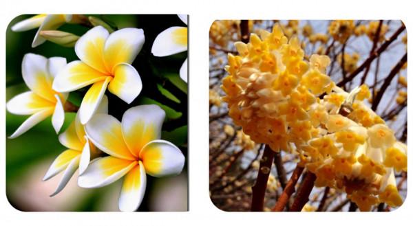 100種常見植物圖鑑,出門識花不再難,適合給小孩子做科普範文 100種常見植物圖鑑,出門識花不再難,適合給小孩子做科普範文