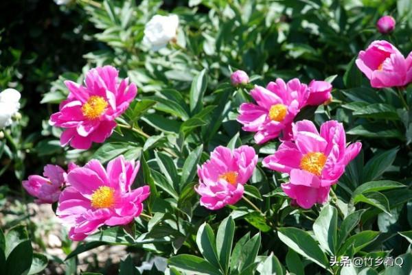 漂亮的芍藥花欣賞