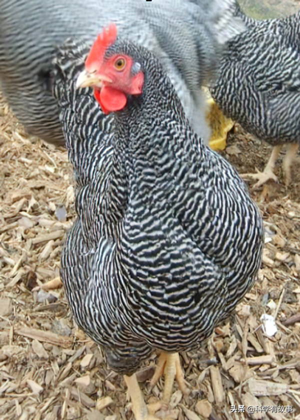 宮頸癌疫苗該不該打？瞭解這段歷史很重要