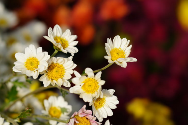 「原創詩詞」三人行 |​ 昨夜夢中春去急 枕溼 愁煙又染小山眉