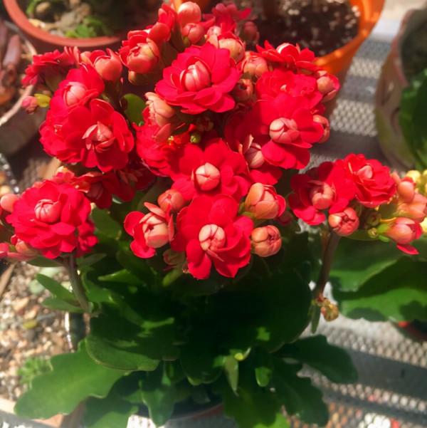 &OpenCurlyDoubleQuote;懶人&rdquo;就養這10種花，一個月不澆水也死不了，多曬少管更健壯