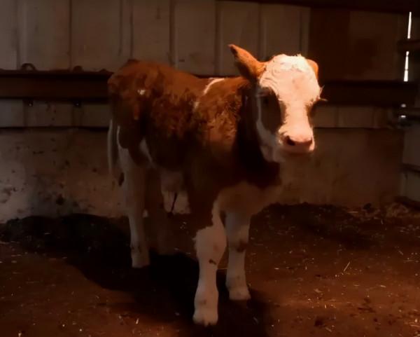 34歲河南美女，經營4個養殖場，養6千頭牛，年銷售額1.6億