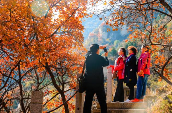 鳳凰嶺彩葉進入最佳觀賞期
