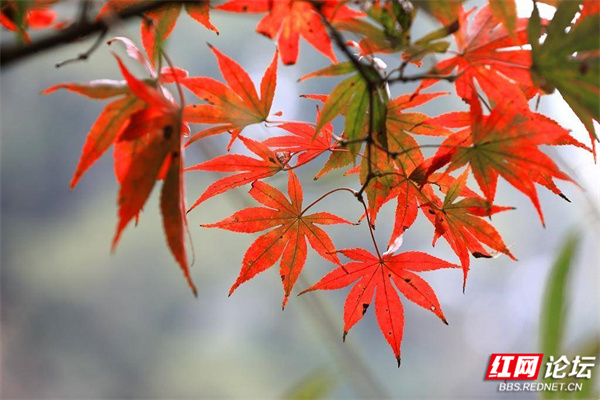 嶽麓山楓葉盛宴正式開啟！你準備好了嗎？