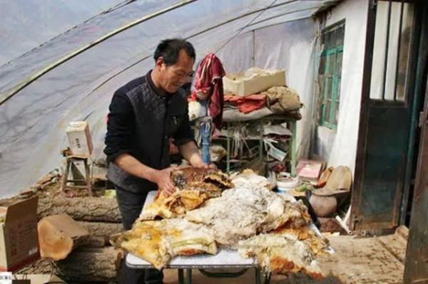 6年前,那個撿到太歲一夜暴富的遼寧農民王承德,後來創業去了 6年前,那個撿到太歲一夜暴富的遼寧農民王承德,後來創業去了