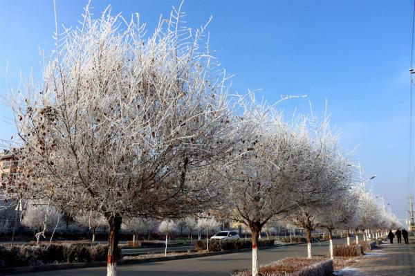 二師二十二團河畔鎮：霧凇美景入畫來
