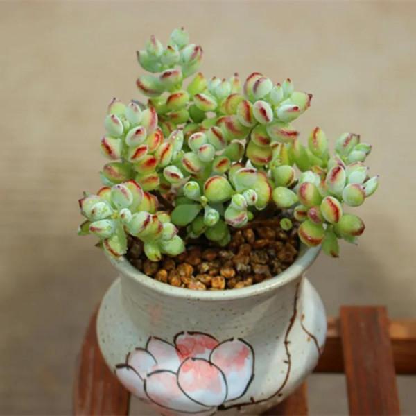 喜歡多肉，怎能不養6種“香多肉”，好看還好養，養在家裡滿室香