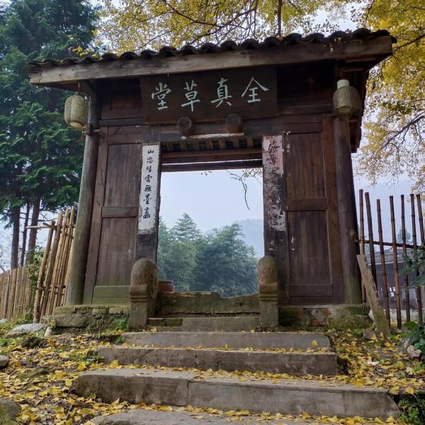 打卡抖音網紅銀杏樹