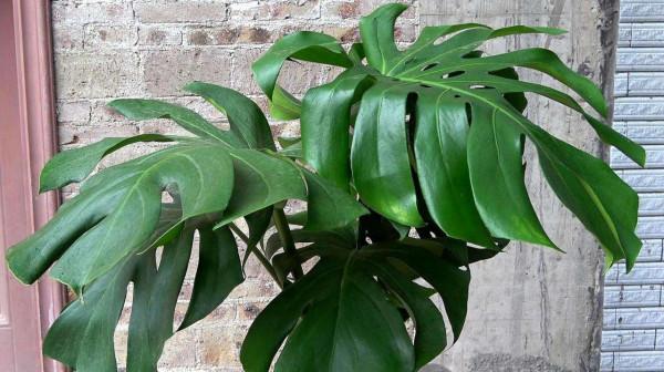 5種“養人”的健康花,家裡養一盆,淨化空氣養身體 5種“養人”的健康花,家裡養一盆,淨化空氣養身體