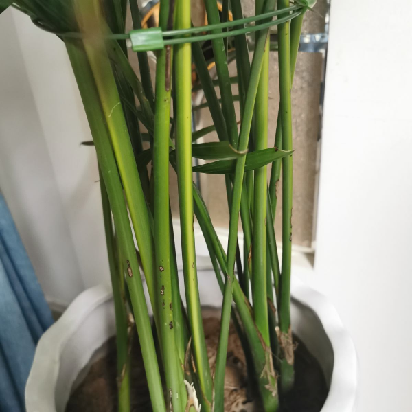 小區垃圾桶撿到花,看我“起死回生”,垃圾桶簡直是我的撿花寶地 小區垃圾桶撿到花,看我“起死回生”,垃圾桶簡直是我的撿花寶地