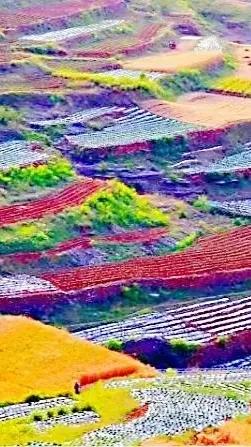 美麗的梯田 美麗的梯田
