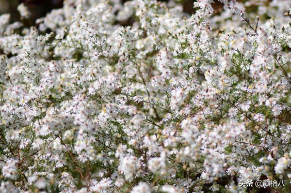 扶不起的荷蘭菊,還是趴著好了|園丁 扶不起的荷蘭菊,還是趴著好了|園丁