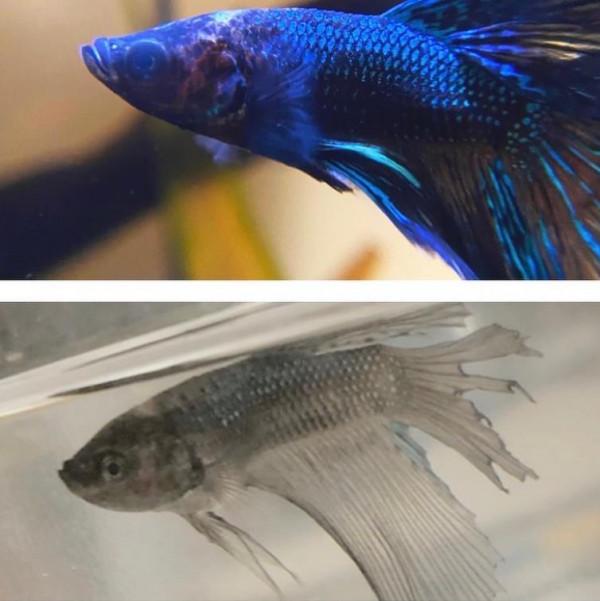 外國妹子救回一條顏色慘白的瀕死鬥魚，兩週後，奇蹟發生