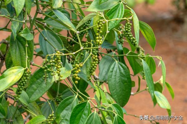 海南胡椒收購價格行情（2021年10月20日）