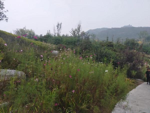 打卡網紅地 觀賞粉黛子