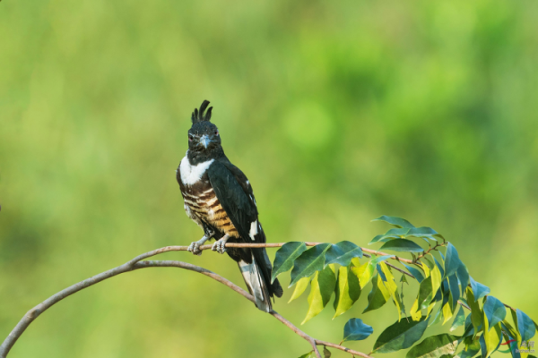 怒髮衝冠——黑冠鵑隼