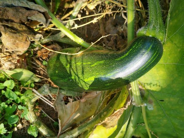 再到神星鎮柿子溝 再到神星鎮柿子溝