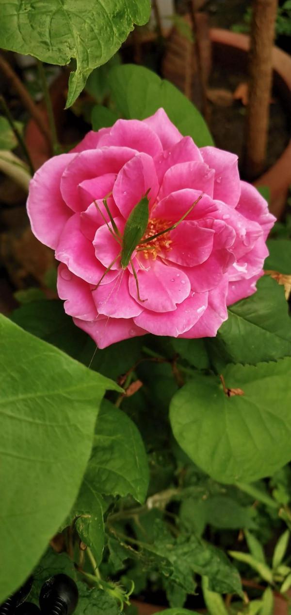 回家幫父母秋收，花了千多塊，一收一麻袋